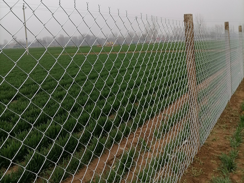 Chain Link Fence