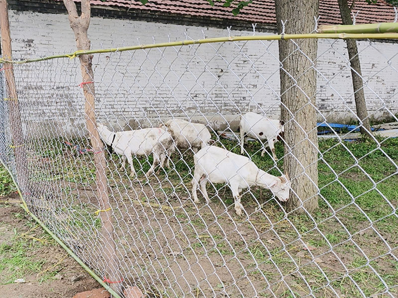 Chain Link Fence 